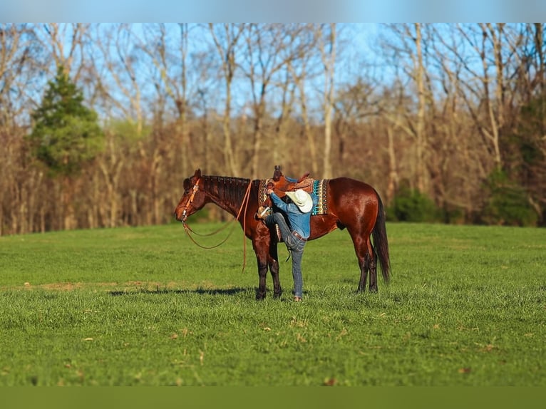 American Quarter Horse Castrone 5 Anni 157 cm Baio ciliegia in Lyles