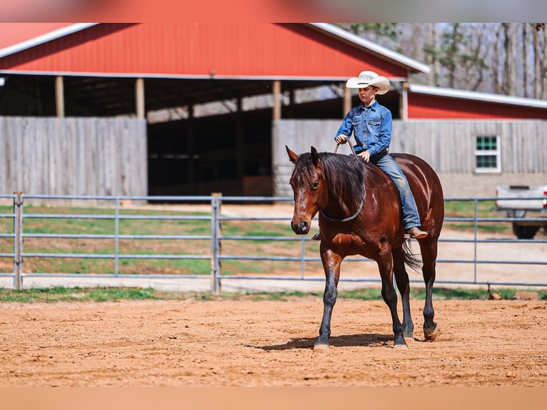 American Quarter Horse Castrone 5 Anni 157 cm Baio ciliegia in Lyles