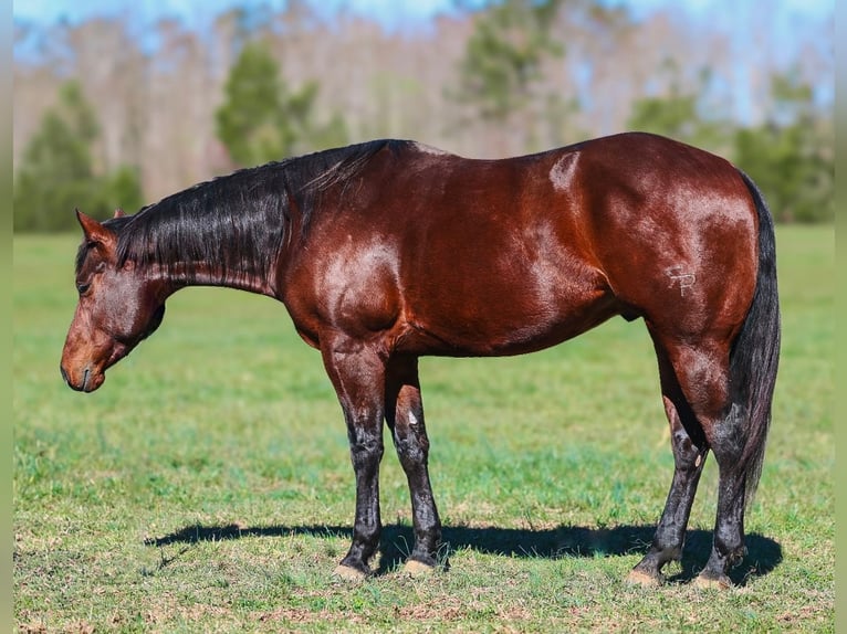 American Quarter Horse Castrone 5 Anni 157 cm Baio ciliegia in Lyles