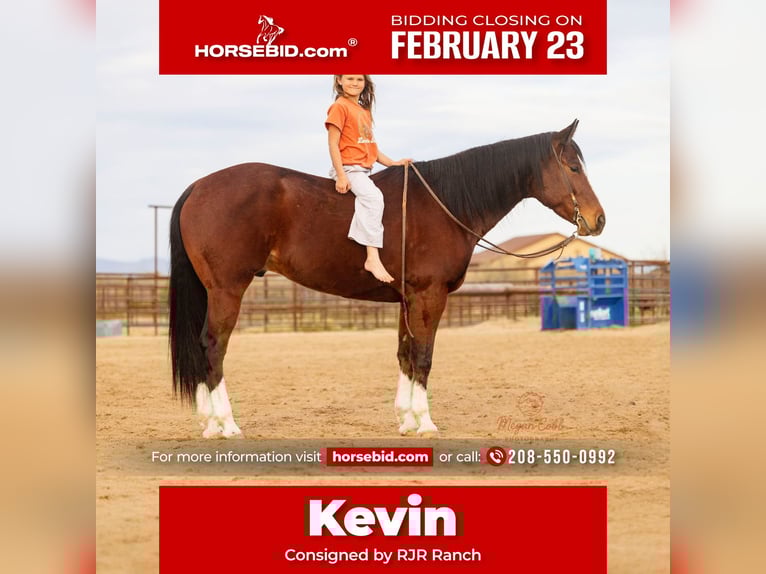 American Quarter Horse Castrone 5 Anni 157 cm Baio ciliegia in Wickenburg