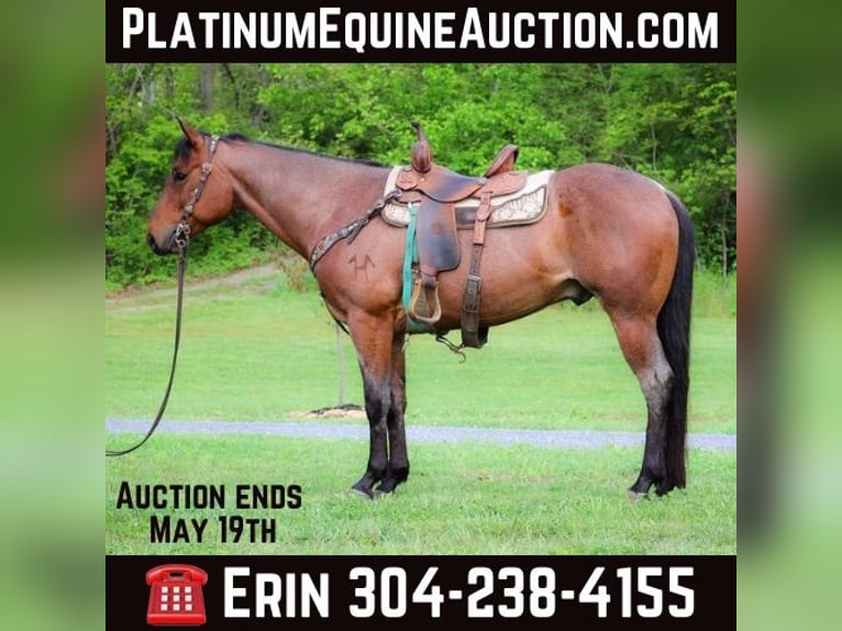 American Quarter Horse Castrone 5 Anni 157 cm Baio roano in Flemingsburg KY