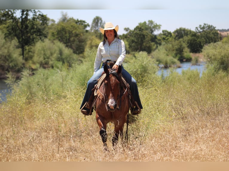 American Quarter Horse Castrone 5 Anni 157 cm Baio roano in Waterford, CA