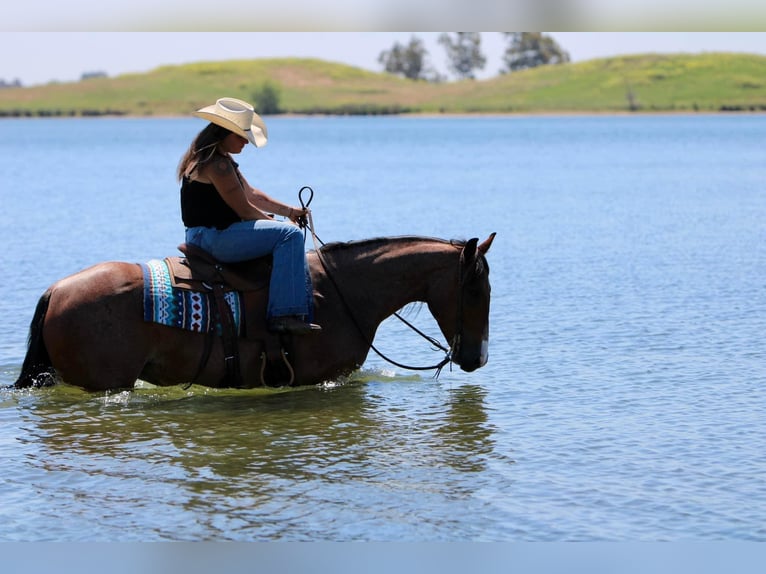 American Quarter Horse Castrone 5 Anni 157 cm Baio roano in Waterford, CA