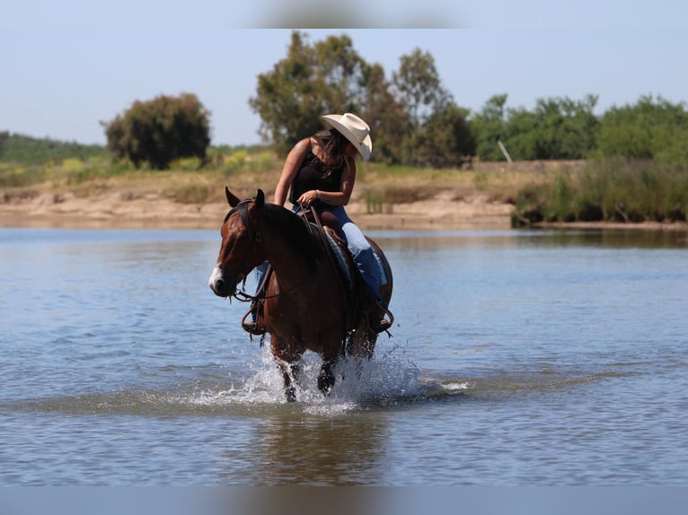 American Quarter Horse Castrone 5 Anni 157 cm Baio roano in Waterford, CA