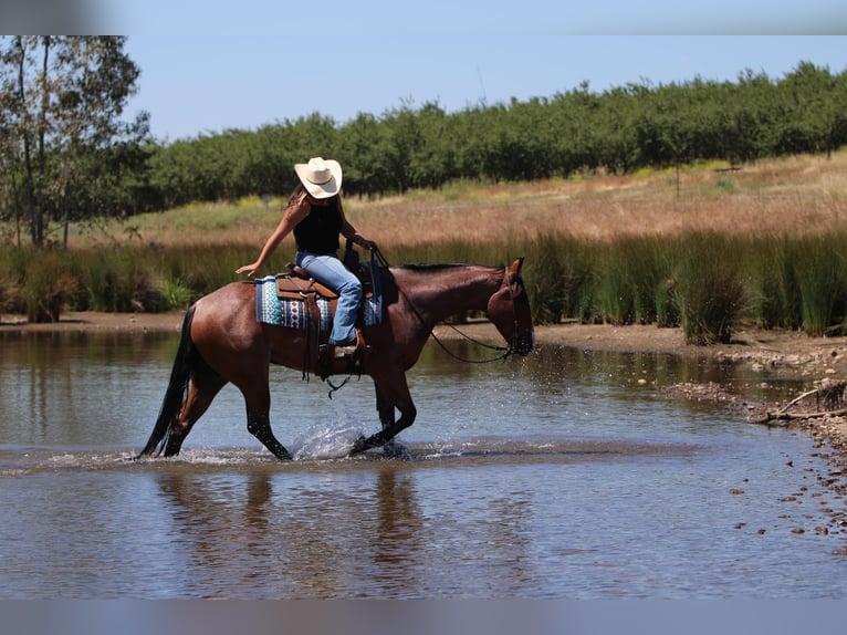 American Quarter Horse Castrone 5 Anni 157 cm Baio roano in Waterford, CA