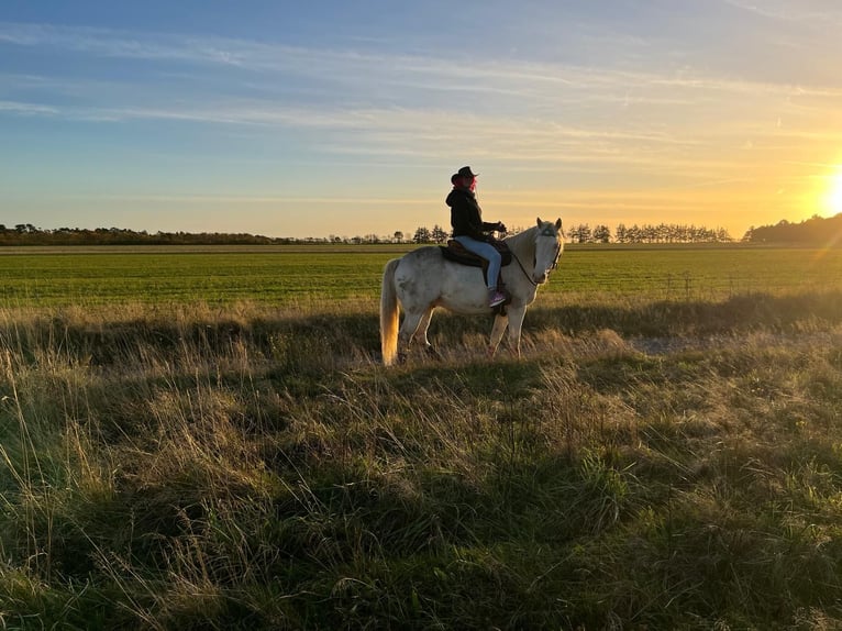 American Quarter Horse Mix Castrone 5 Anni 157 cm Cremello in Cuxhaven