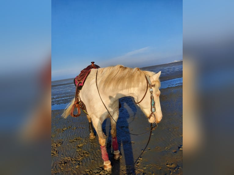 American Quarter Horse Mix Castrone 5 Anni 157 cm Cremello in Cuxhaven