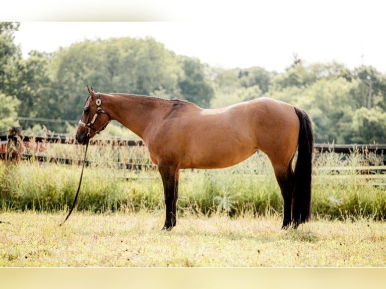 American Quarter Horse Castrone 5 Anni 157 cm Falbo in Jackson MI