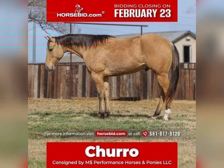 American Quarter Horse Castrone 5 Anni 157 cm Falbo in Stephenville