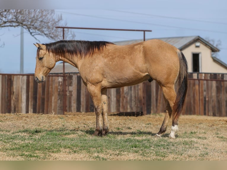 American Quarter Horse Castrone 5 Anni 157 cm Falbo in Stephenville