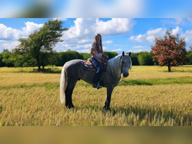 American Quarter Horse Mix Castrone 5 Anni 157 cm Grigio in Camden, MI