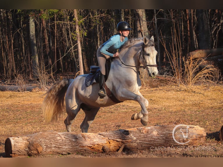 American Quarter Horse Mix Castrone 5 Anni 157 cm Grigio in Clover, SC