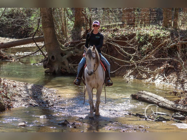 American Quarter Horse Mix Castrone 5 Anni 157 cm Grigio in Clover, SC