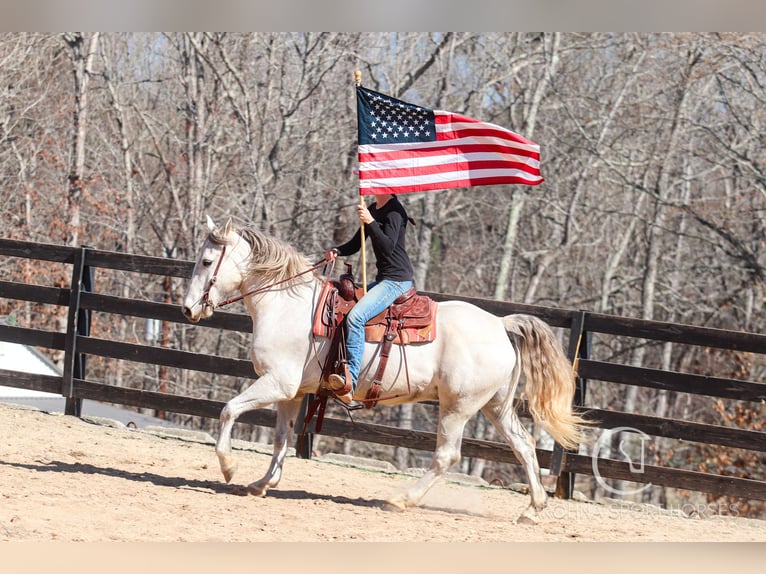 American Quarter Horse Mix Castrone 5 Anni 157 cm Grigio in Clover, SC