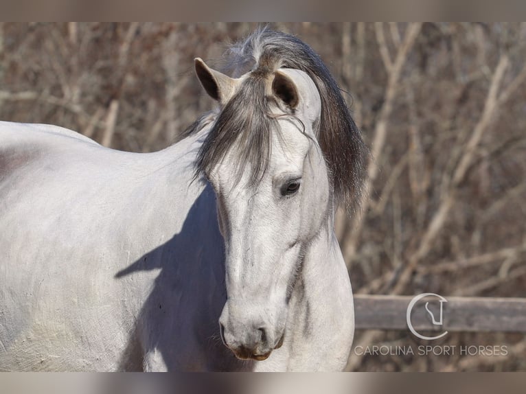 American Quarter Horse Mix Castrone 5 Anni 157 cm Grigio in Clover, SC