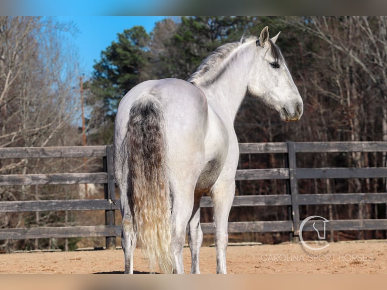 American Quarter Horse Mix Castrone 5 Anni 157 cm Grigio in Clover, SC