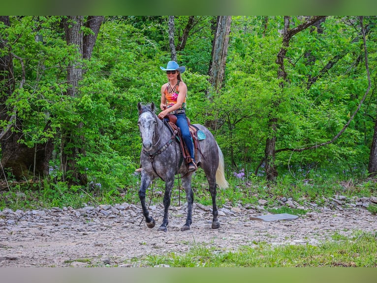 American Quarter Horse Castrone 5 Anni 157 cm Grigio pezzato in Flemingsburg Ky