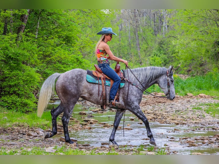 American Quarter Horse Castrone 5 Anni 157 cm Grigio pezzato in Flemingsburg Ky