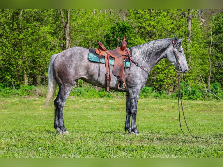 American Quarter Horse Castrone 5 Anni 157 cm Grigio pezzato in Flemingsburg Ky