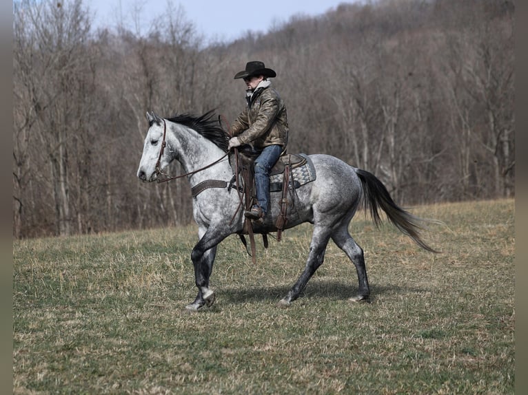 American Quarter Horse Castrone 5 Anni 157 cm Grigio pezzato in Berea, KY