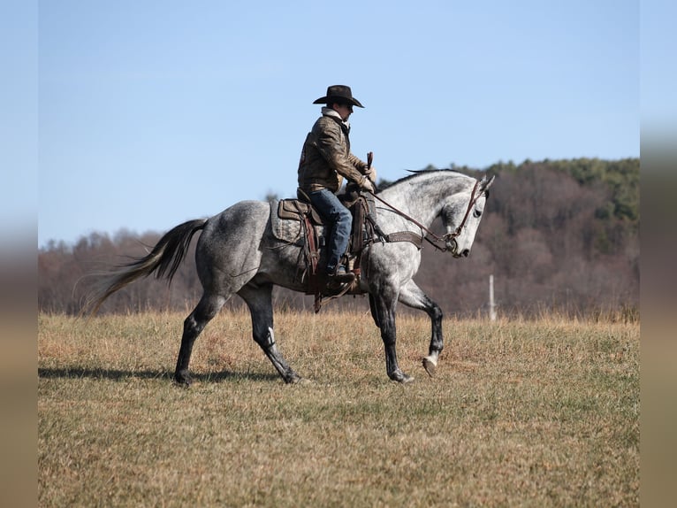 American Quarter Horse Castrone 5 Anni 157 cm Grigio pezzato in Berea, KY