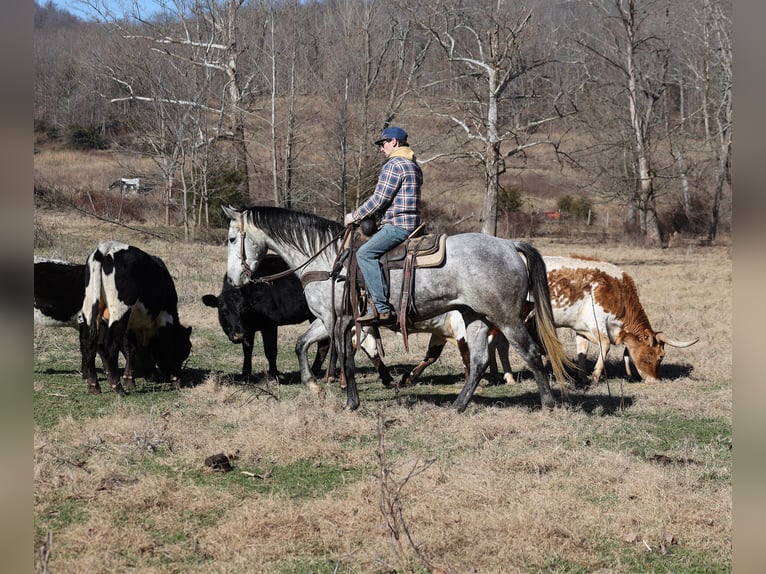 American Quarter Horse Castrone 5 Anni 157 cm Grigio pezzato in Berea, KY