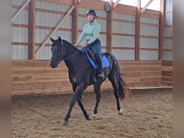 American Quarter Horse Castrone 5 Anni 157 cm Morello in Robards KY