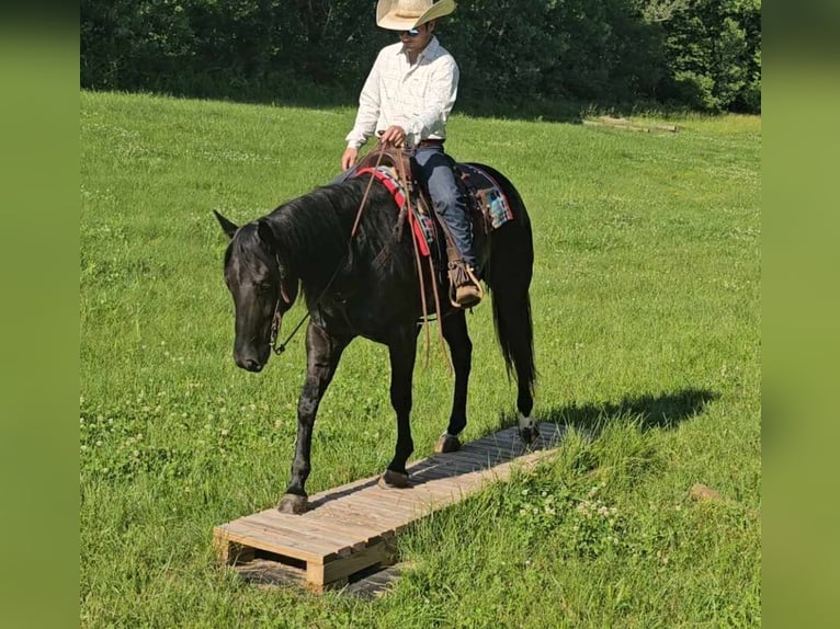 American Quarter Horse Castrone 5 Anni 157 cm Morello in Robards KY