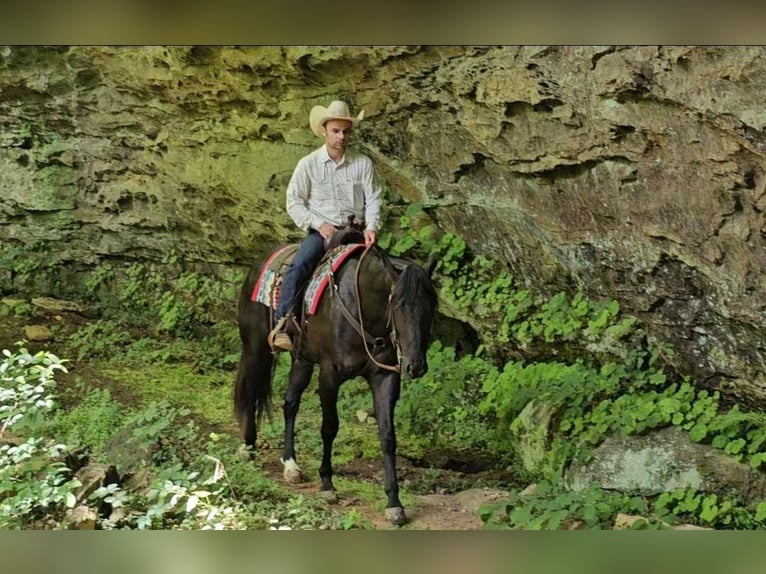 American Quarter Horse Castrone 5 Anni 157 cm Morello in Robards KY