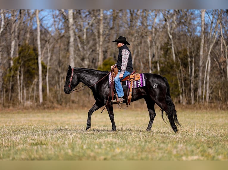 American Quarter Horse Castrone 5 Anni 157 cm Morello in Santa Fe TN