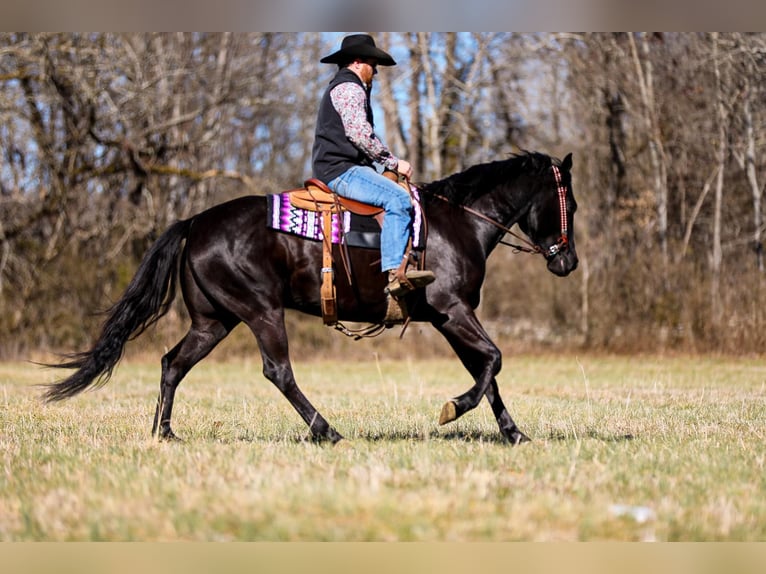 American Quarter Horse Castrone 5 Anni 157 cm Morello in Santa Fe TN