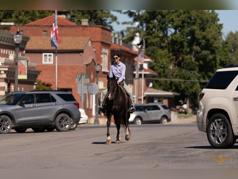 American Quarter Horse Castrone 5 Anni 157 cm Morello in Bogard, MO
