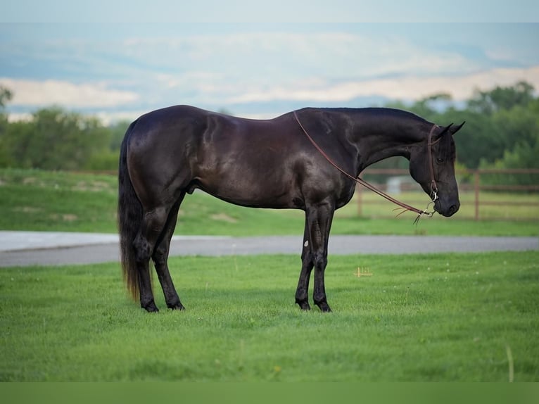 American Quarter Horse Castrone 5 Anni 157 cm Morello in Montrose, CO