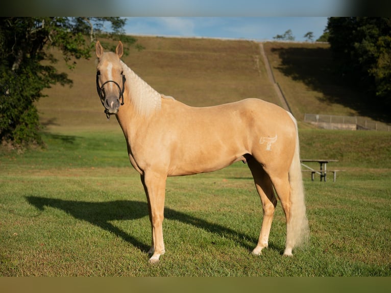 American Quarter Horse Castrone 5 Anni 157 cm Palomino in Middletown OH