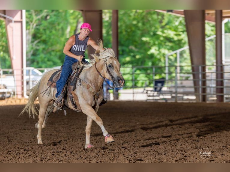 American Quarter Horse Castrone 5 Anni 157 cm Palomino in Mascoutah