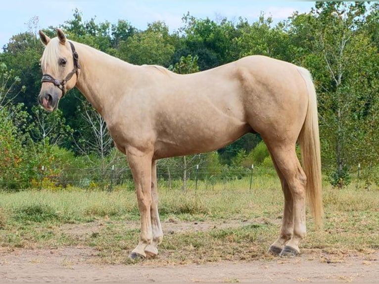 American Quarter Horse Castrone 5 Anni 157 cm Palomino in Mascoutah