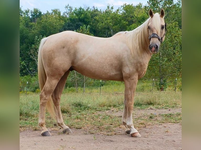 American Quarter Horse Castrone 5 Anni 157 cm Palomino in Mascoutah