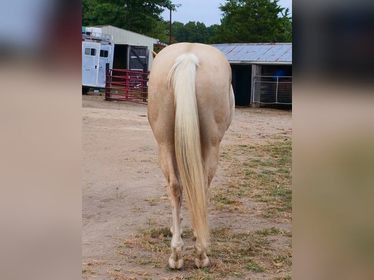 American Quarter Horse Castrone 5 Anni 157 cm Palomino in Mascoutah