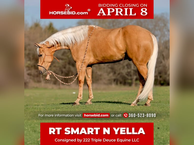 American Quarter Horse Castrone 5 Anni 157 cm Palomino in Weatherford