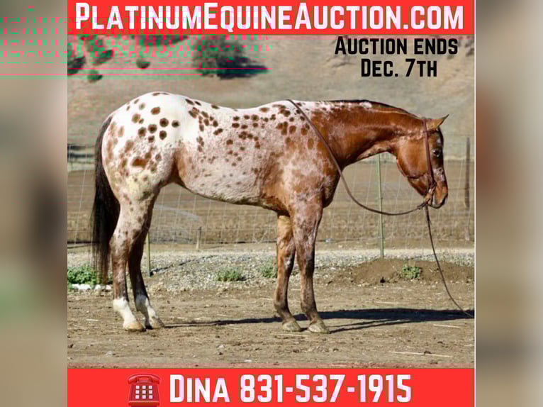 American Quarter Horse Castrone 5 Anni 157 cm Pelle di daino in Paicines CA