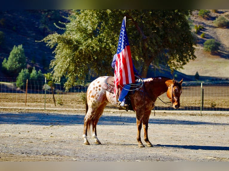 American Quarter Horse Castrone 5 Anni 157 cm Pelle di daino in Paicines CA