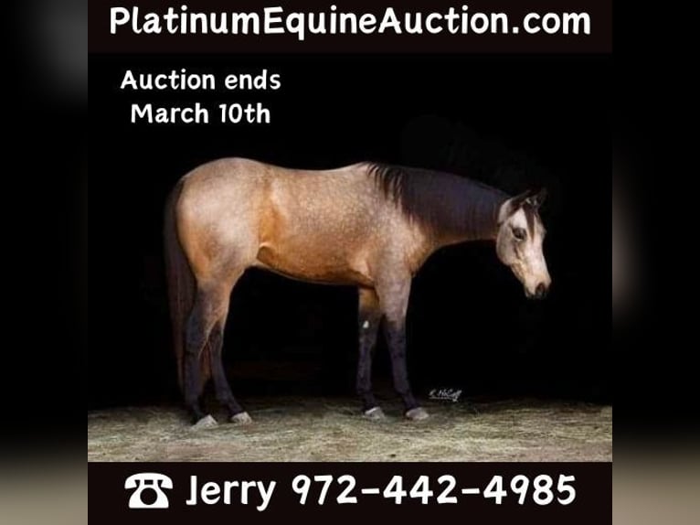 American Quarter Horse Castrone 5 Anni 157 cm Pelle di daino in Ravenna TX