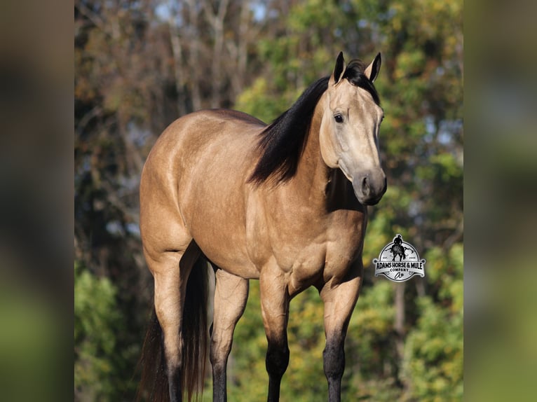 American Quarter Horse Castrone 5 Anni 157 cm Pelle di daino in Wickenburg