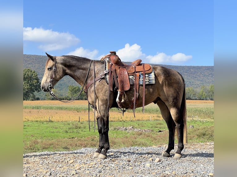 American Quarter Horse Castrone 5 Anni 157 cm Pelle di daino in Allenwood, PA