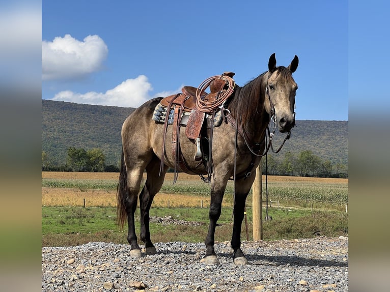 American Quarter Horse Castrone 5 Anni 157 cm Pelle di daino in Allenwood, PA