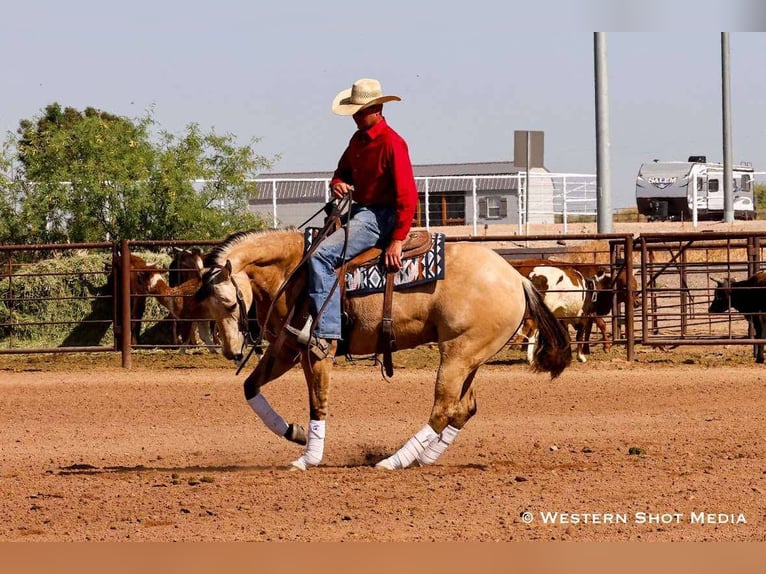 American Quarter Horse Castrone 5 Anni 157 cm Pelle di daino in Buckeye, AZ