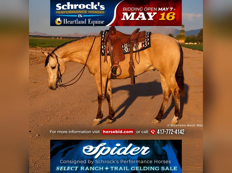 American Quarter Horse Castrone 5 Anni 157 cm Pelle di daino in Buckeye, AZ