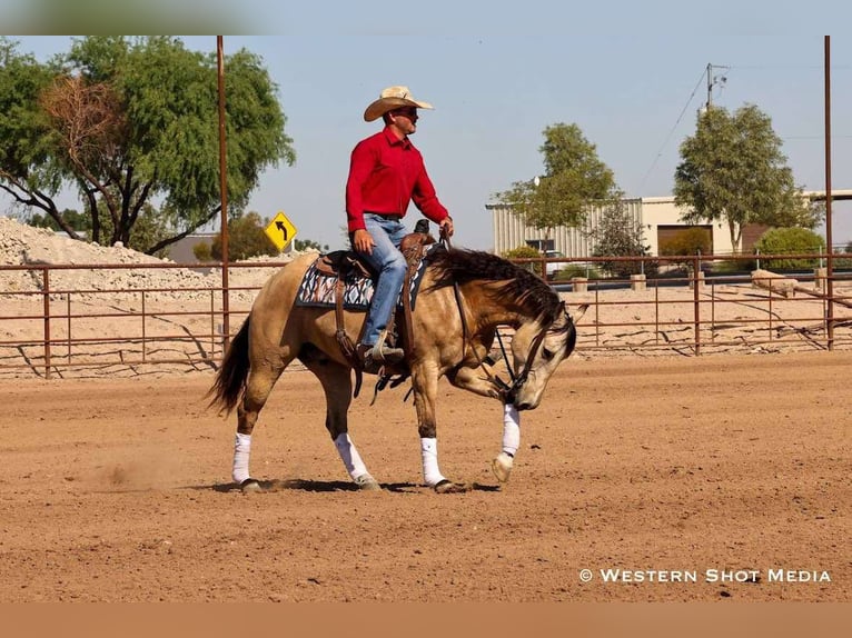 American Quarter Horse Castrone 5 Anni 157 cm Pelle di daino in Buckeye, AZ