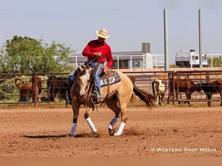 American Quarter Horse Castrone 5 Anni 157 cm Pelle di daino in Buckeye, AZ