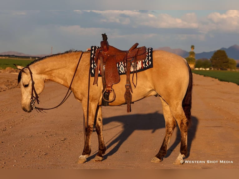 American Quarter Horse Castrone 5 Anni 157 cm Pelle di daino in Buckeye, AZ